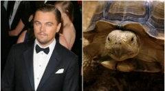 Zwierzęta celebrytów: zwyczajne i niezbyt